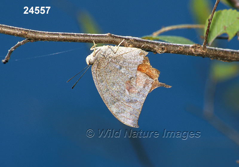 Tropical Leafwing (Anaea aidea)